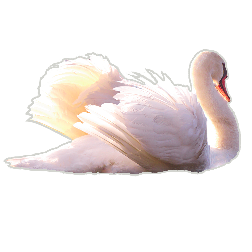Swan motif