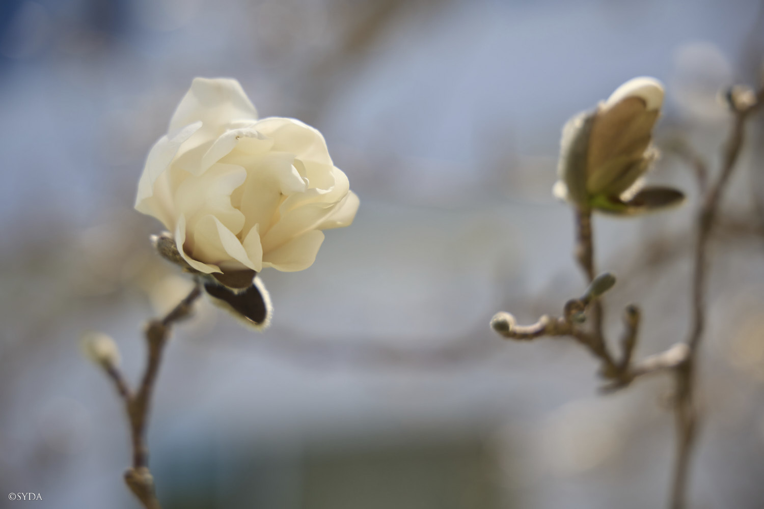 Nature Image