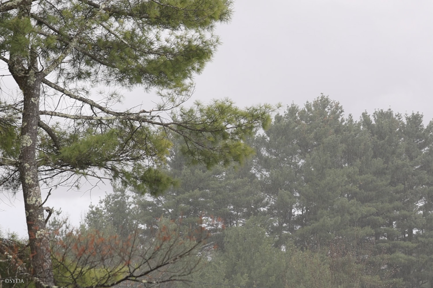 Nature Image