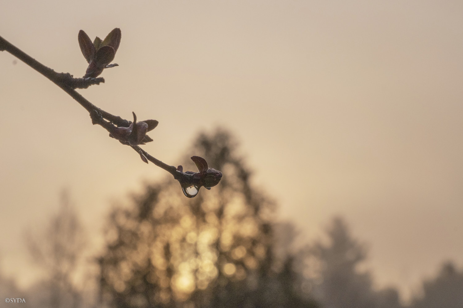 Nature Image