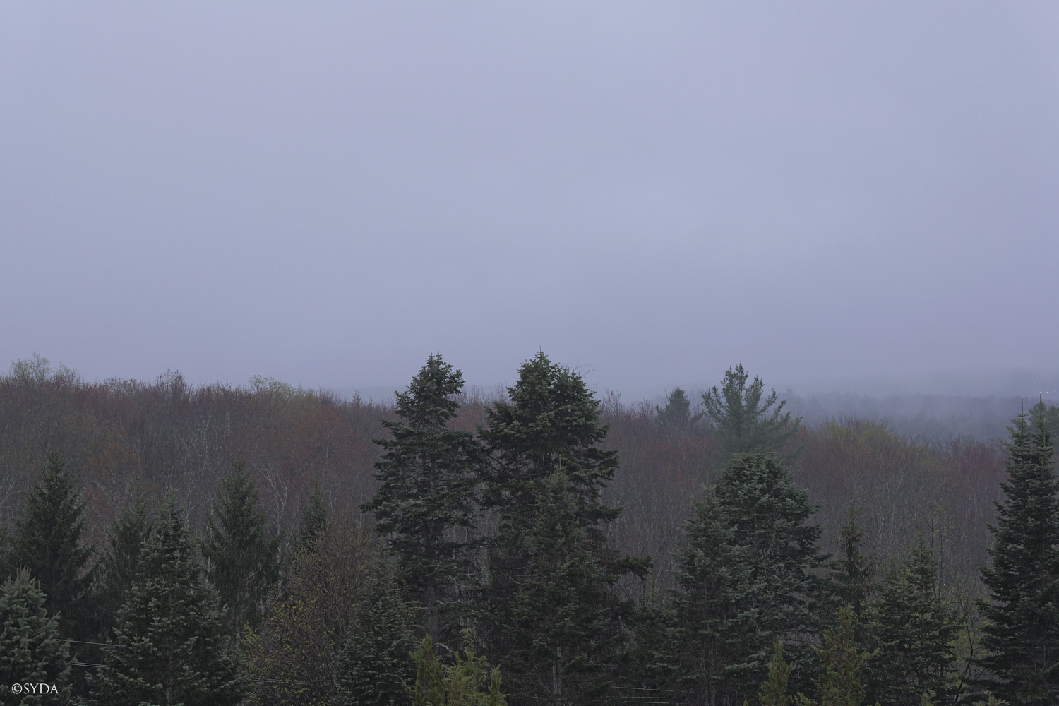 Nature Image