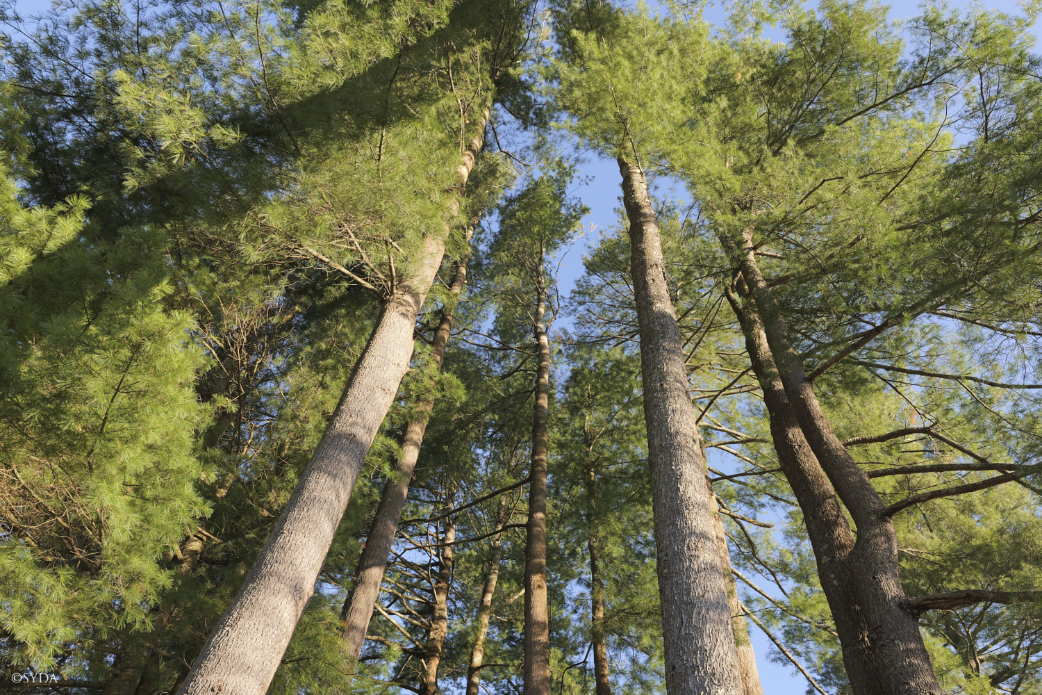Nature Image