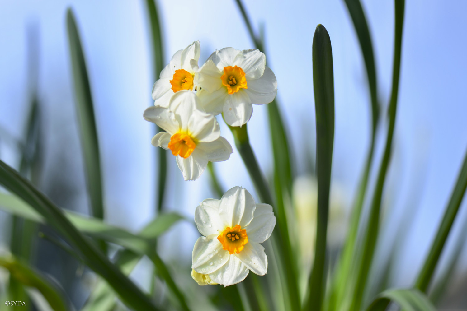 Nature Image