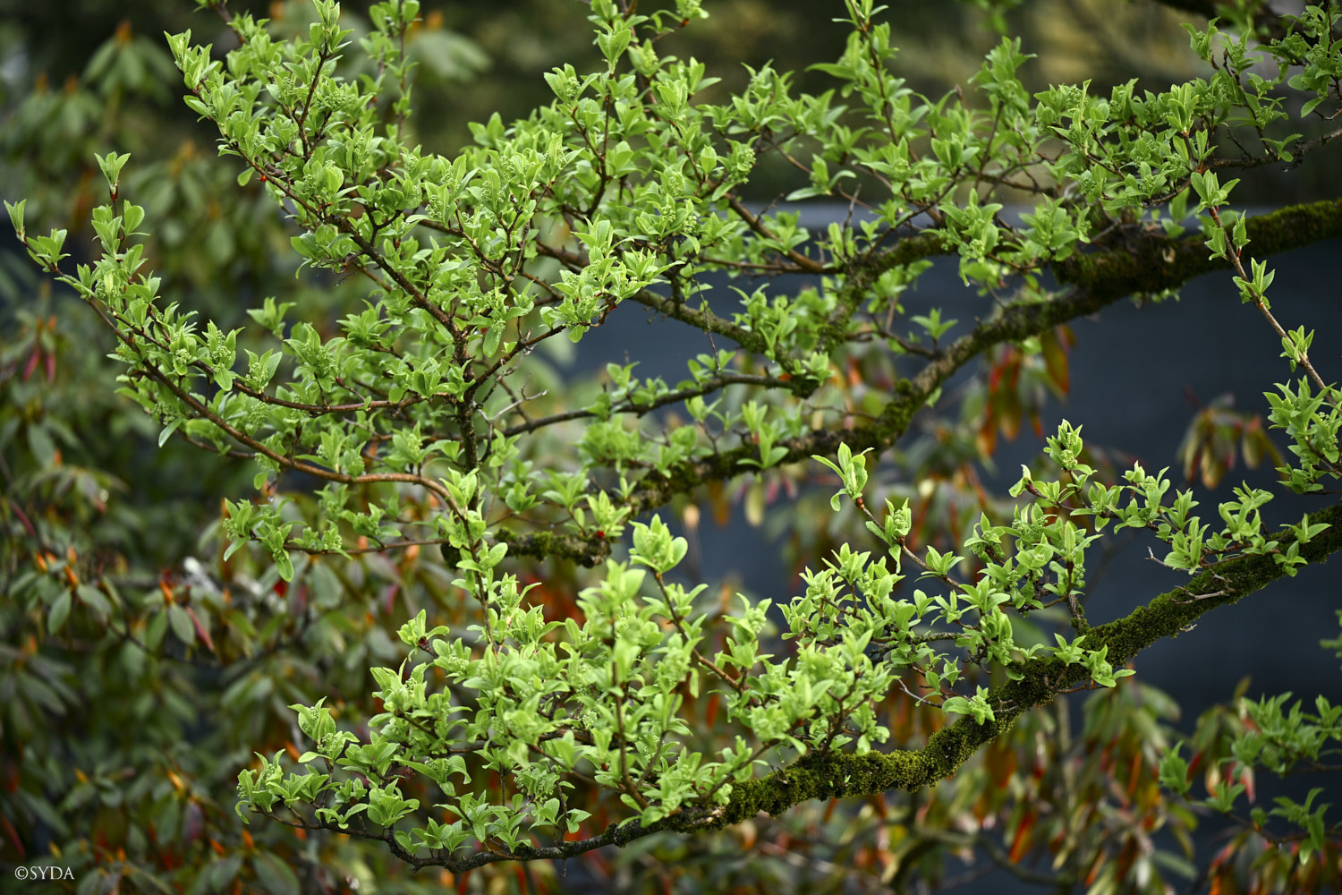 Nature Image