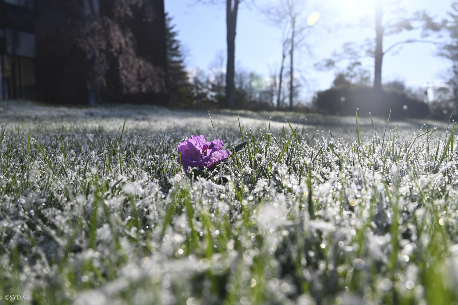 Nature Image