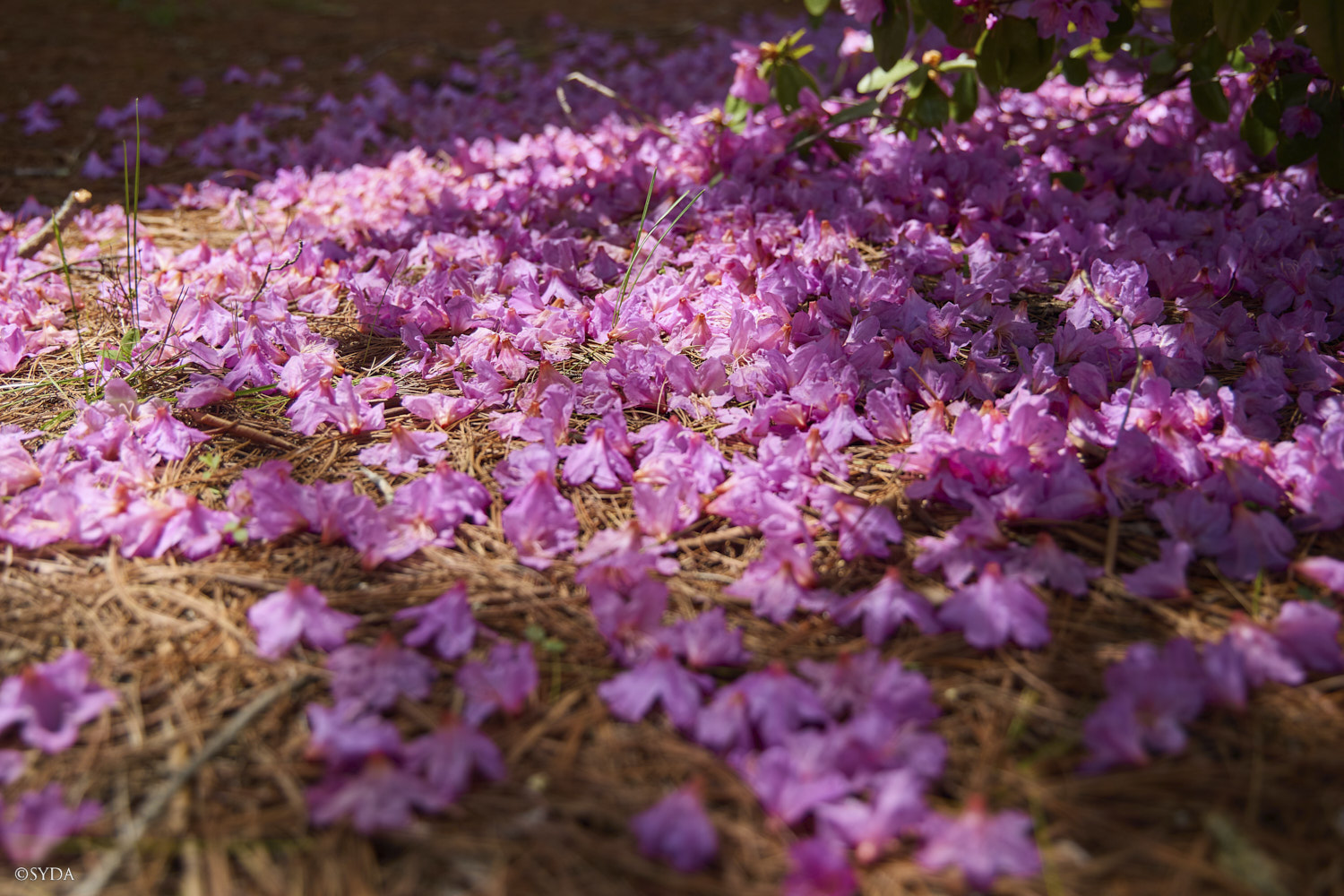 Nature Image