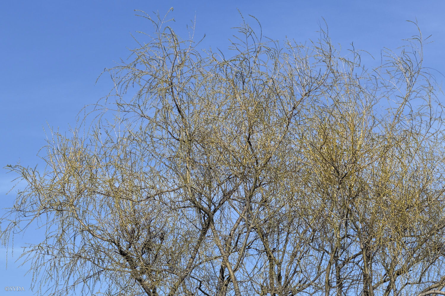 Nature Image