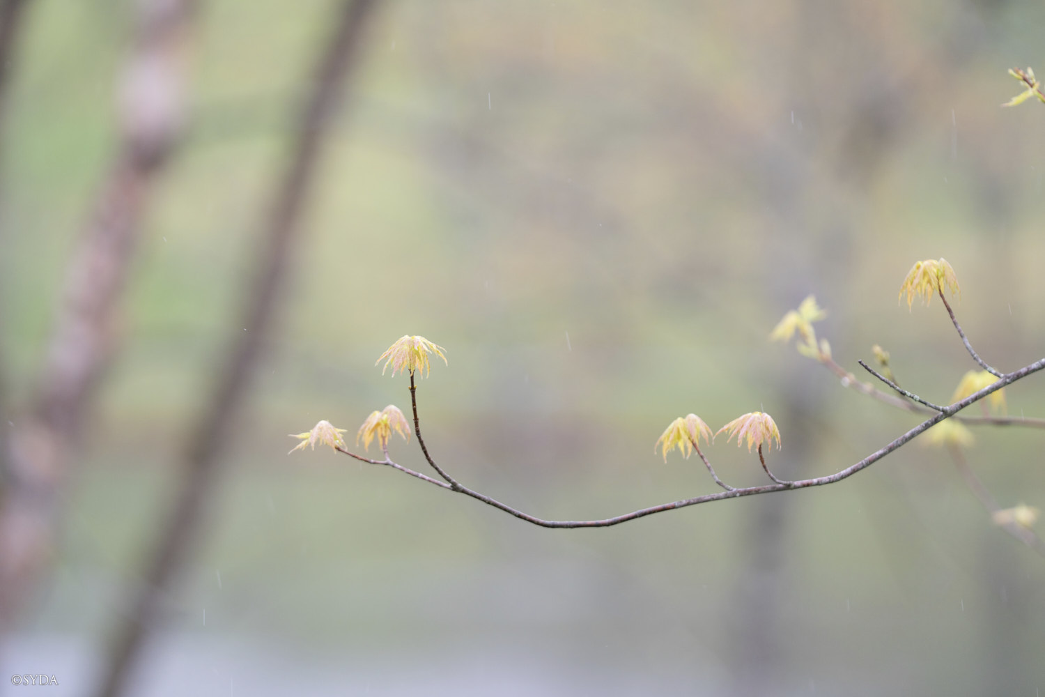 Nature Image