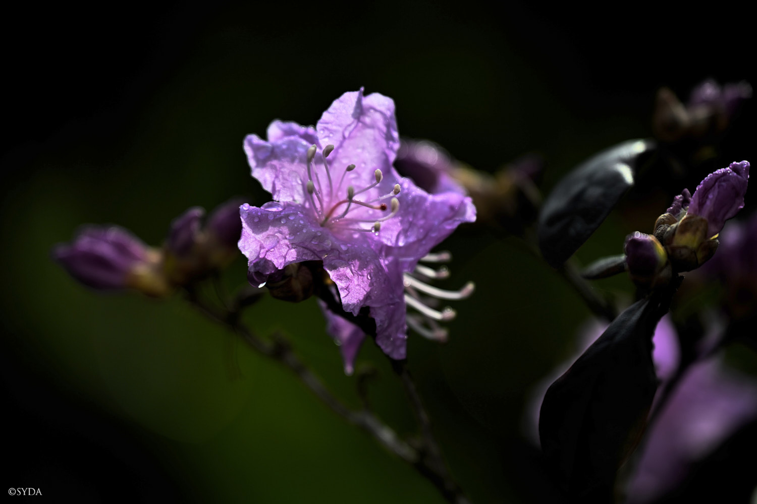 Nature Image