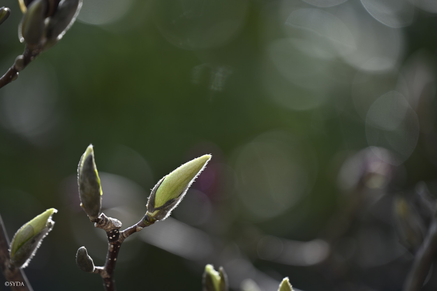 Nature Image