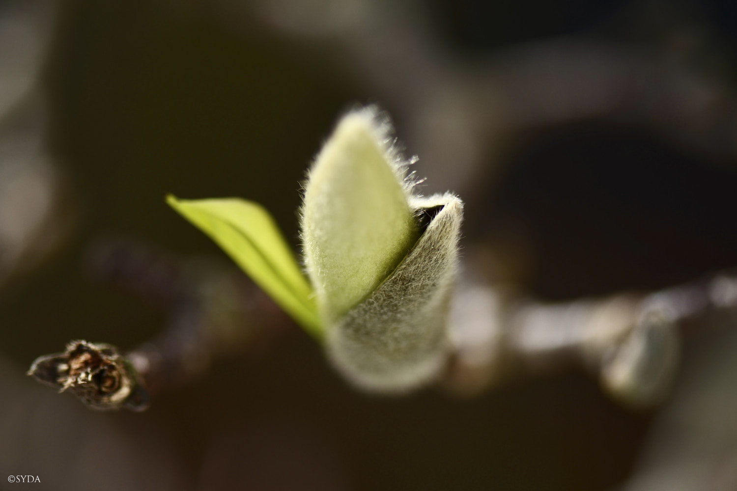 Nature Image