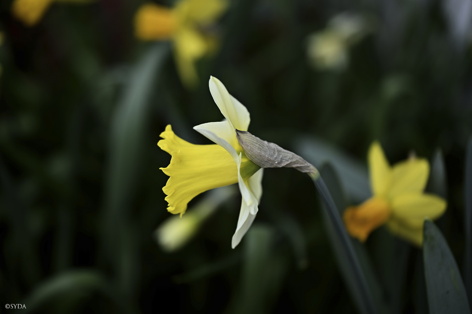 Nature Image