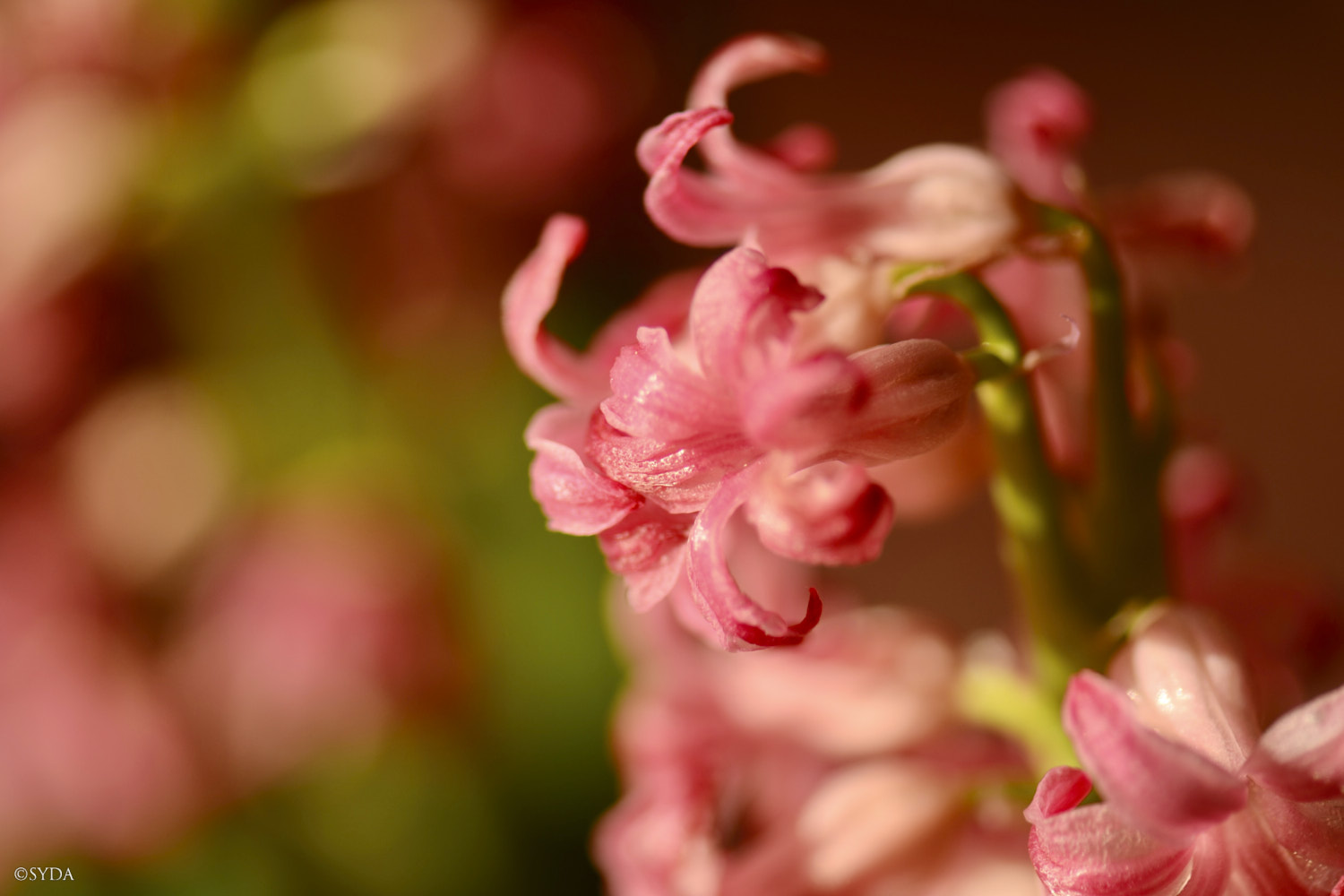 Nature Image