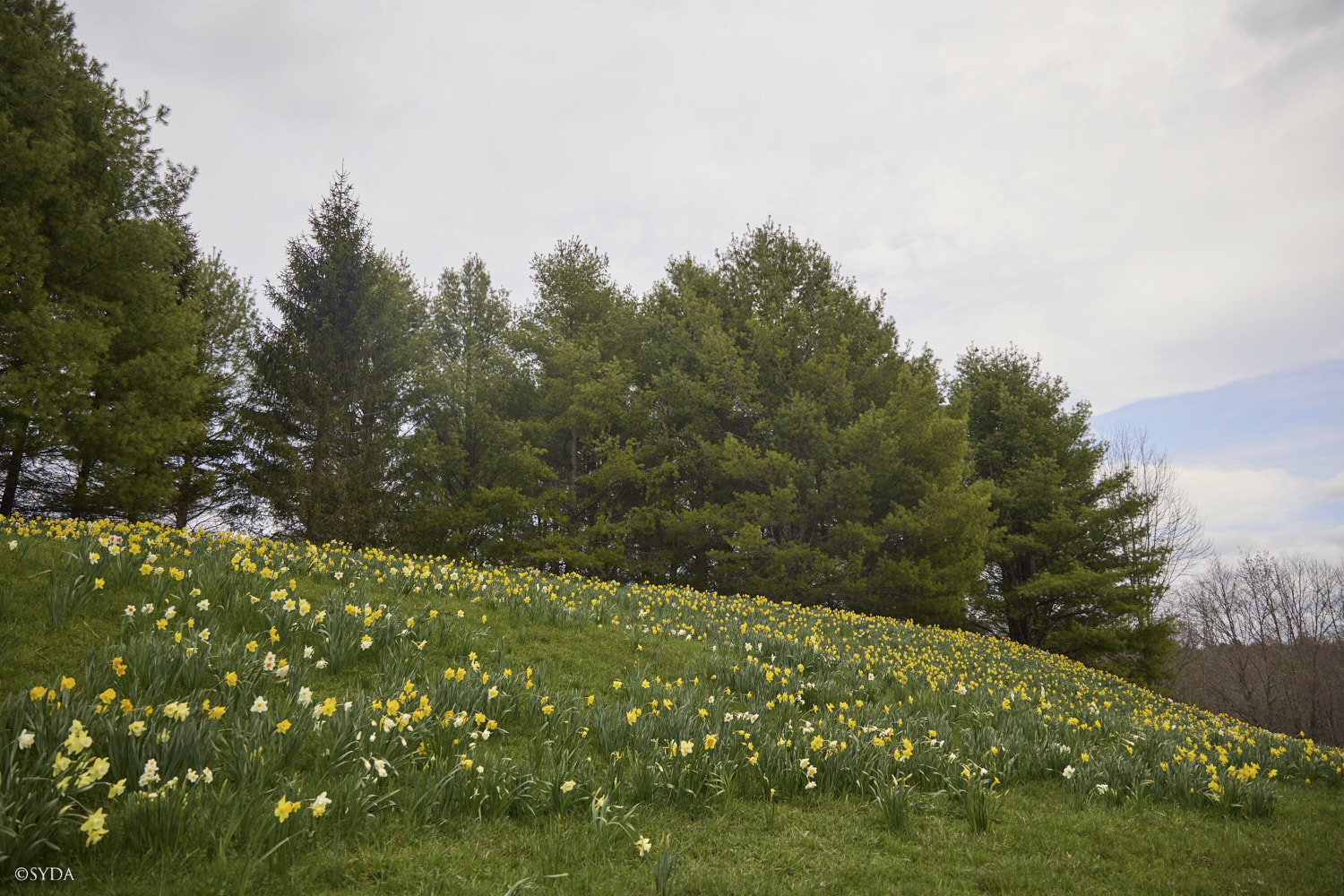 Nature Image