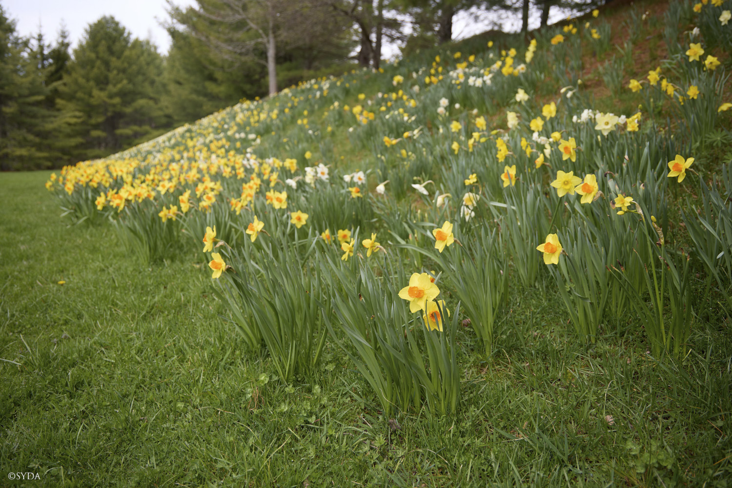 Nature Image