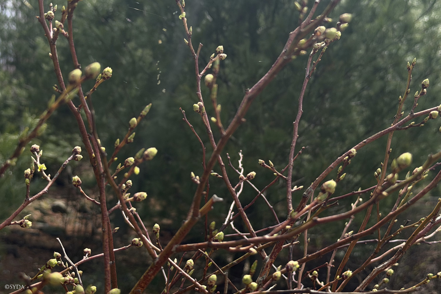 Nature Image