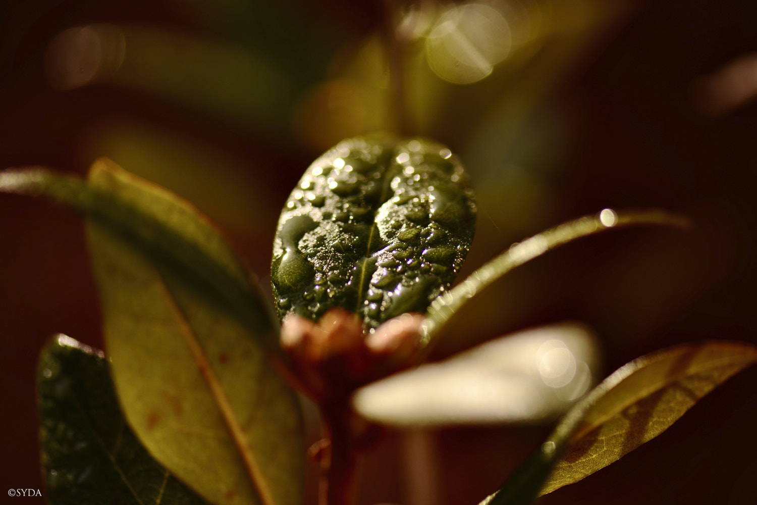 Nature Image