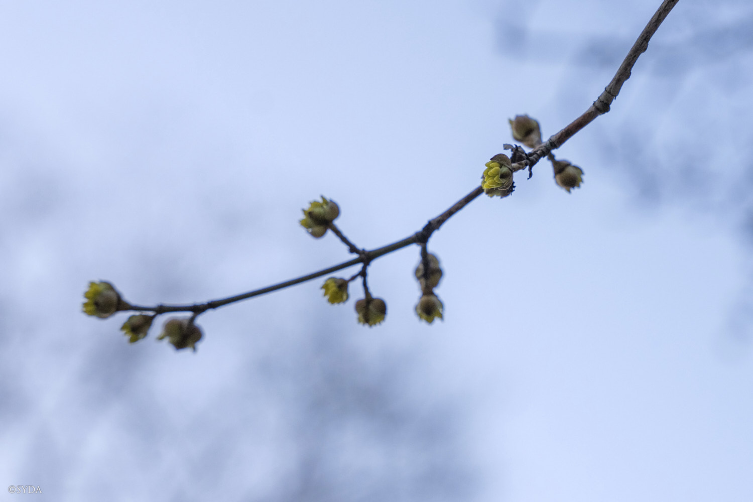Nature Image