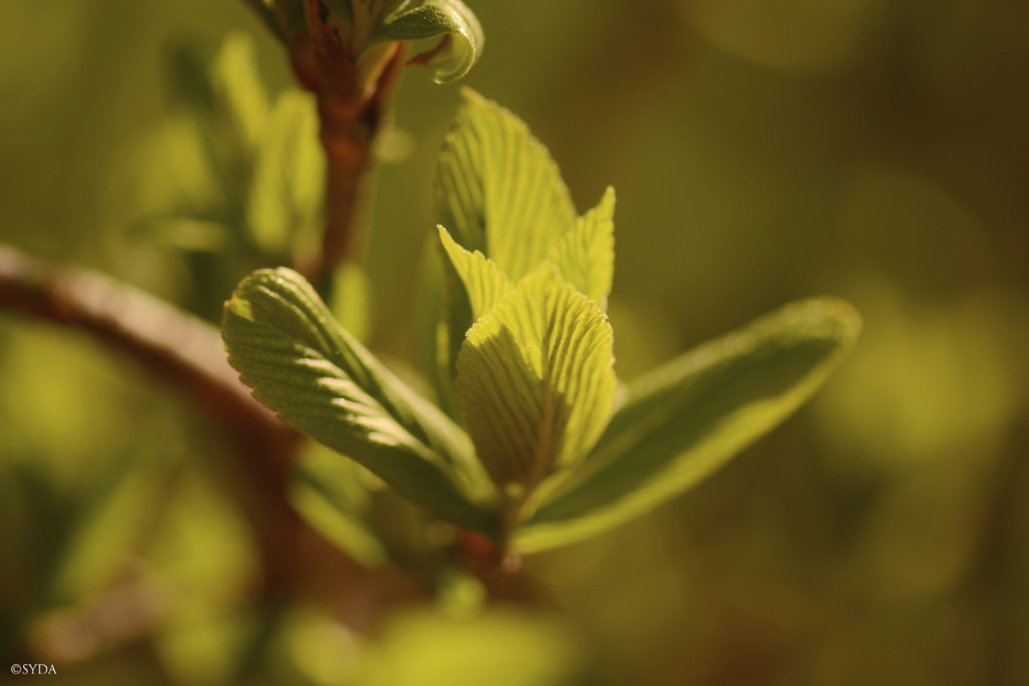 Nature Image