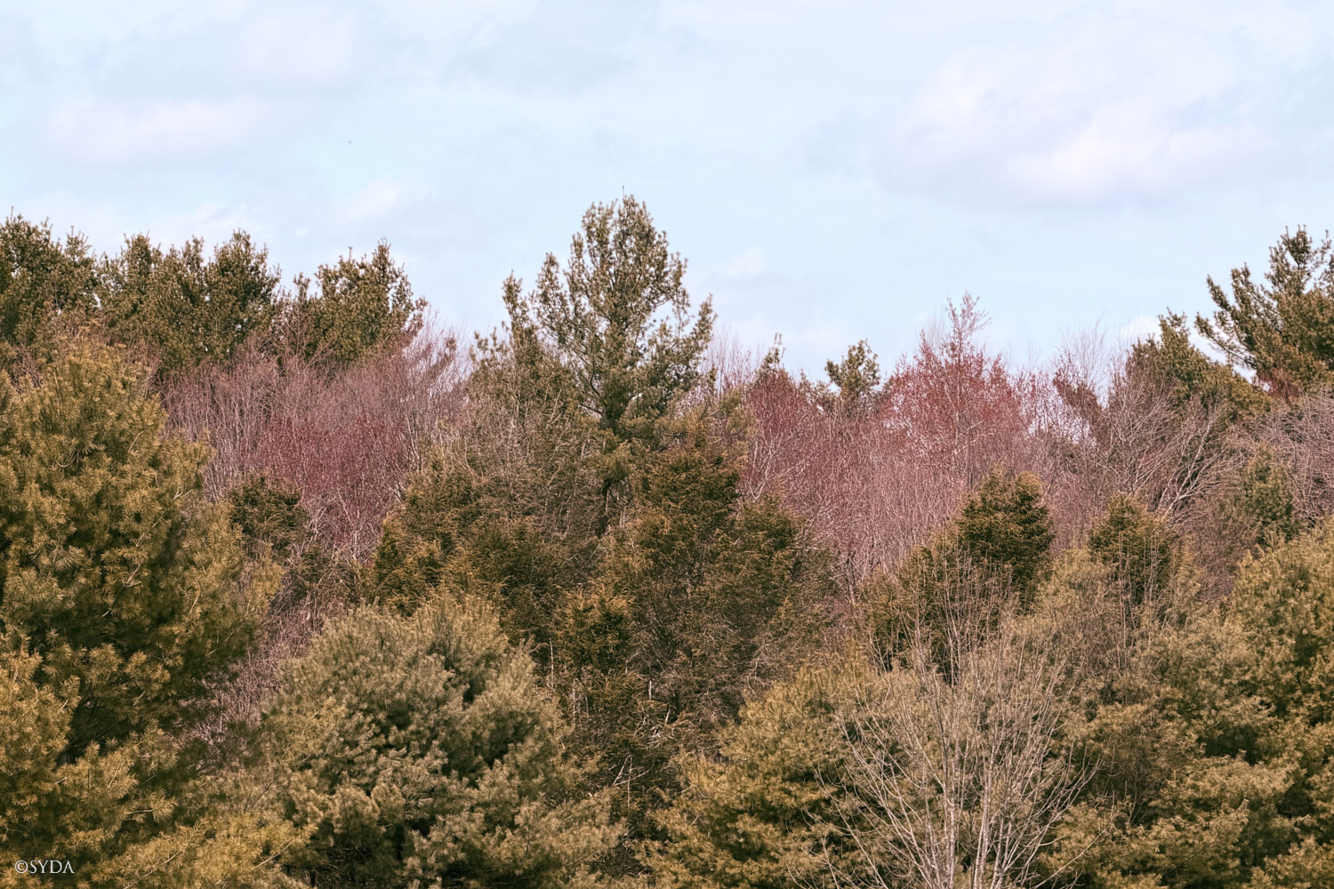 Nature Image