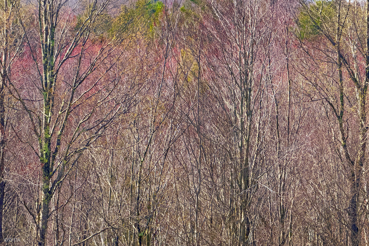Nature Image