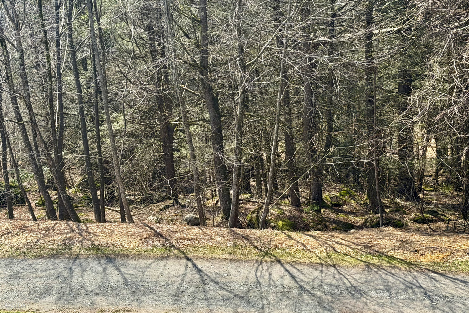 Nature Image