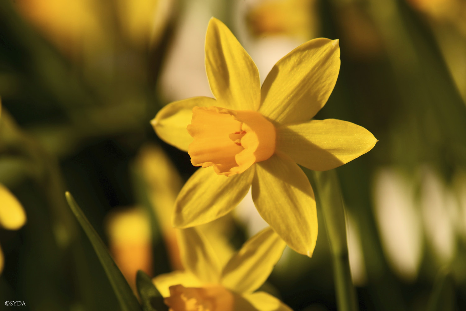 Nature Image
