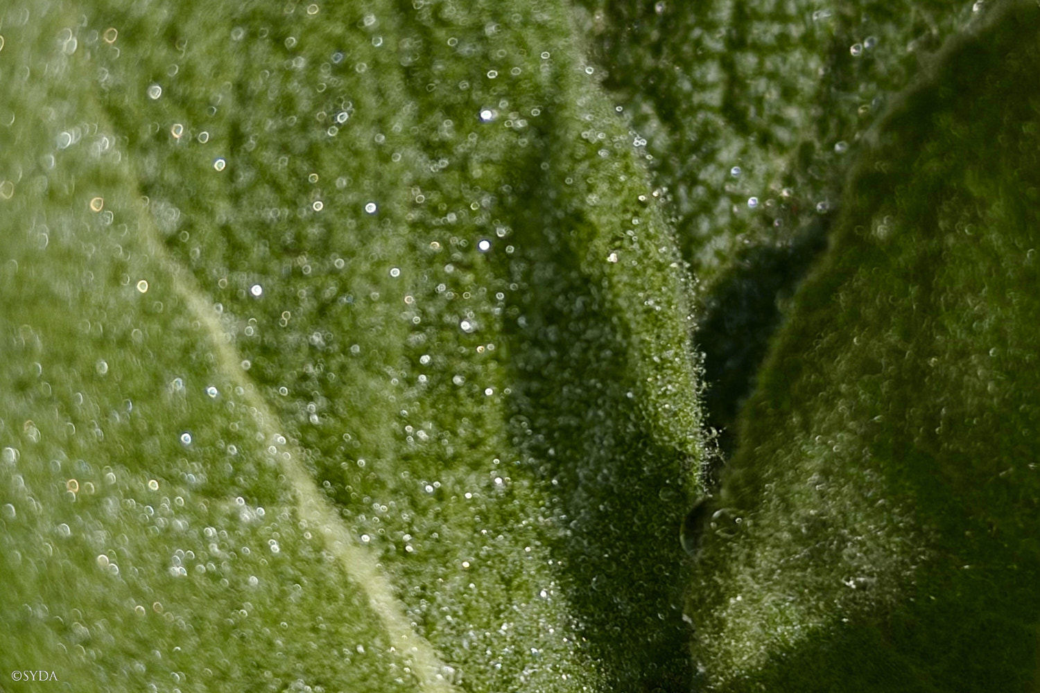 Nature Image