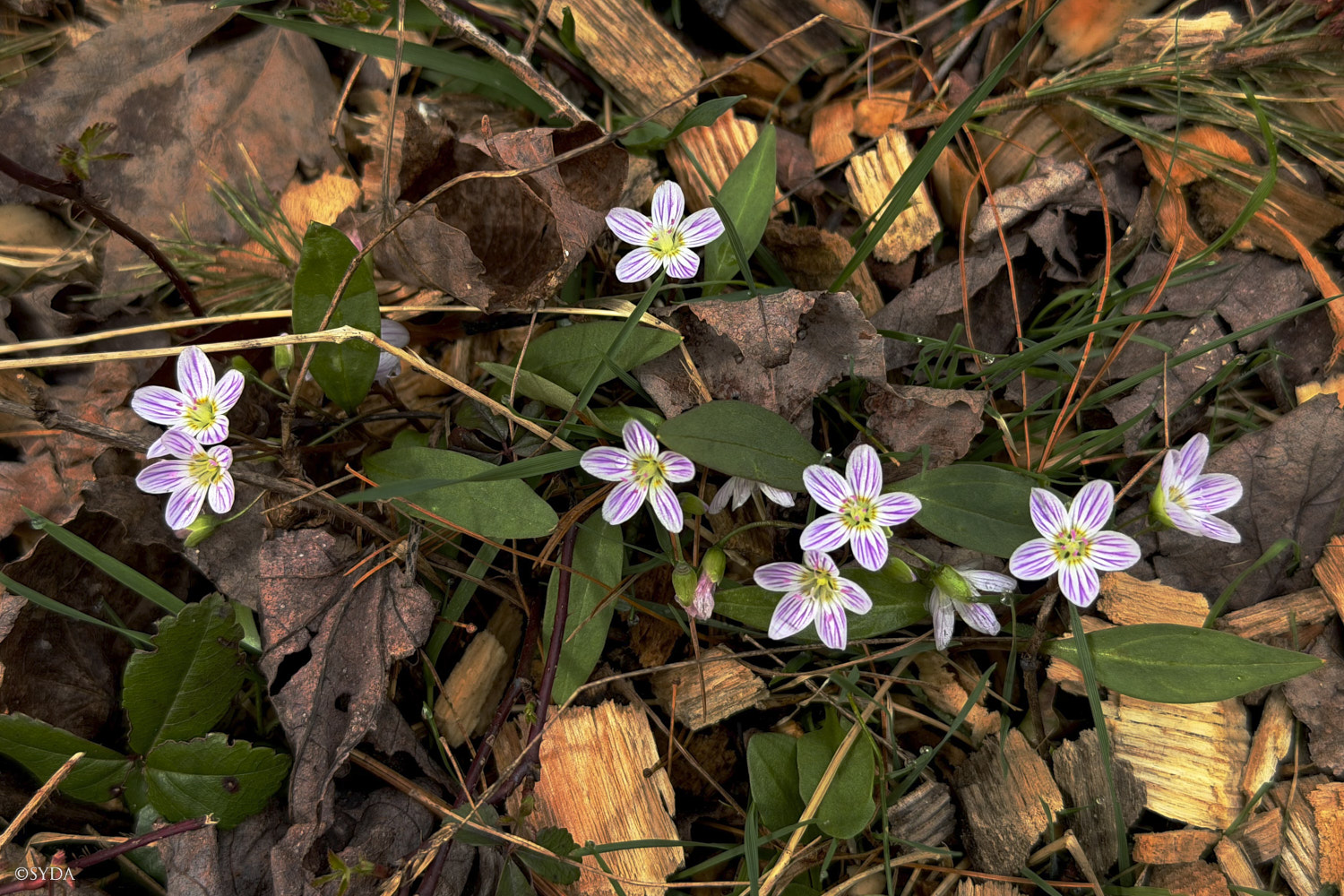 Nature Image