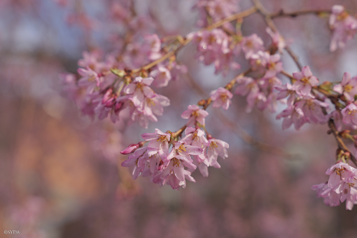 Nature Image