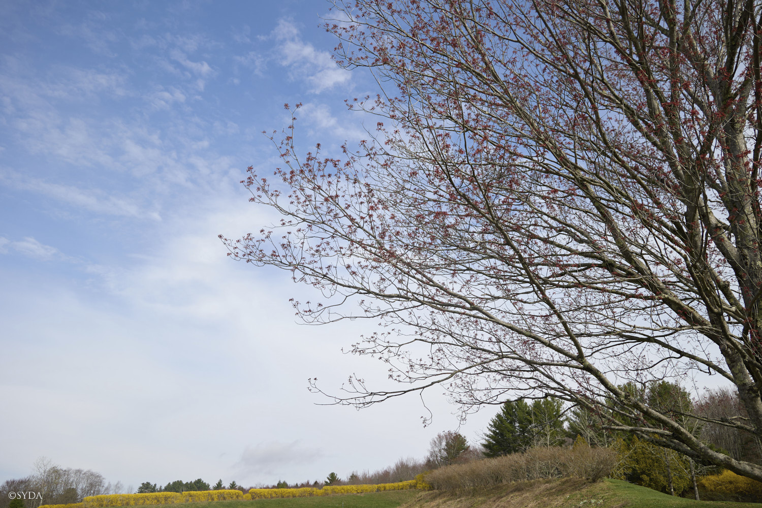 Nature Image