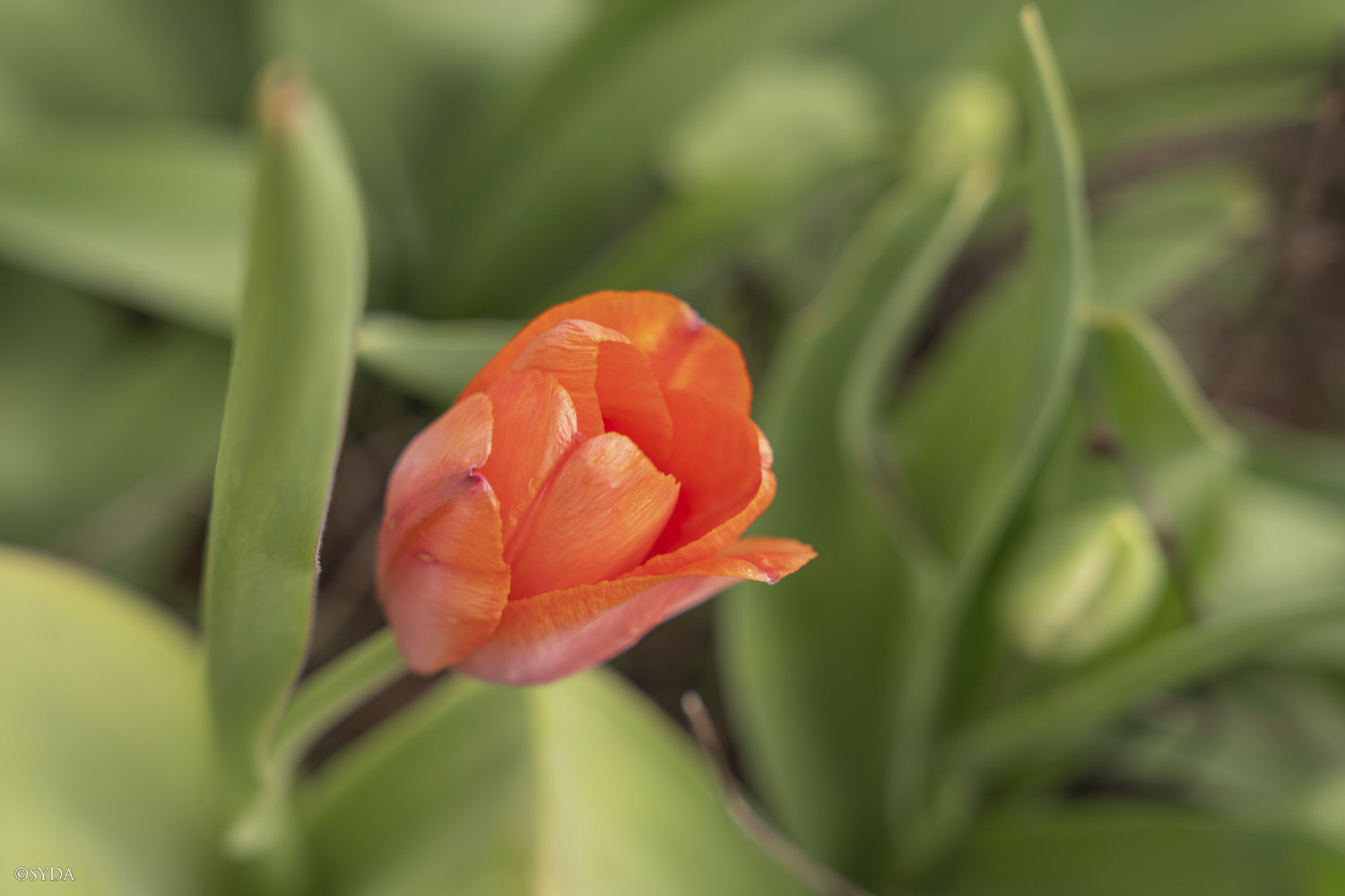 Nature Image