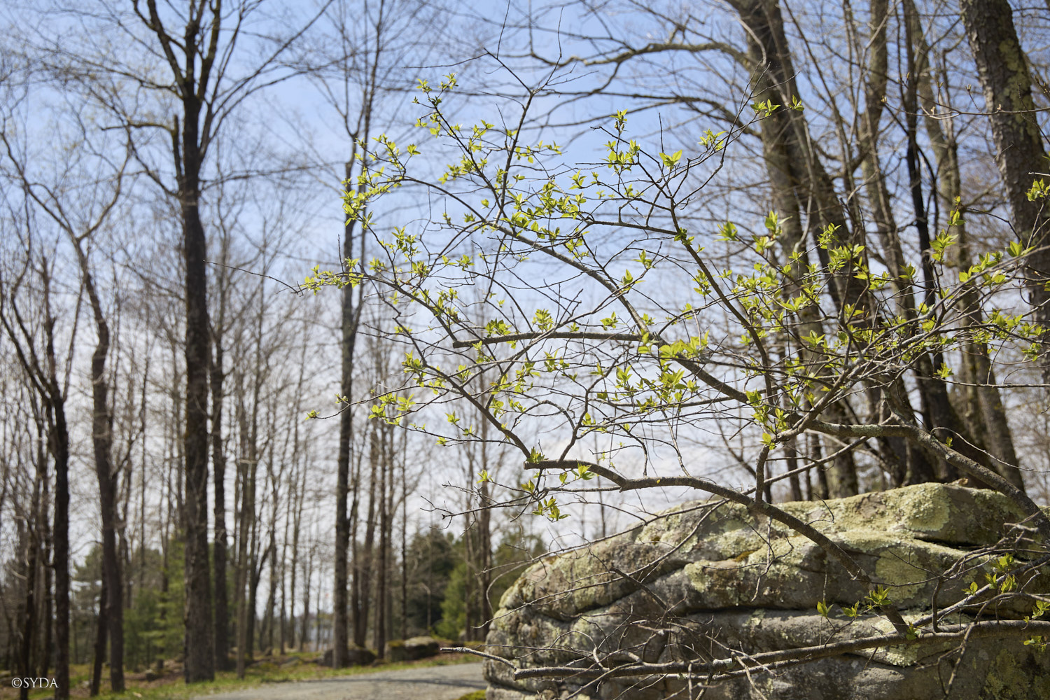Nature Image