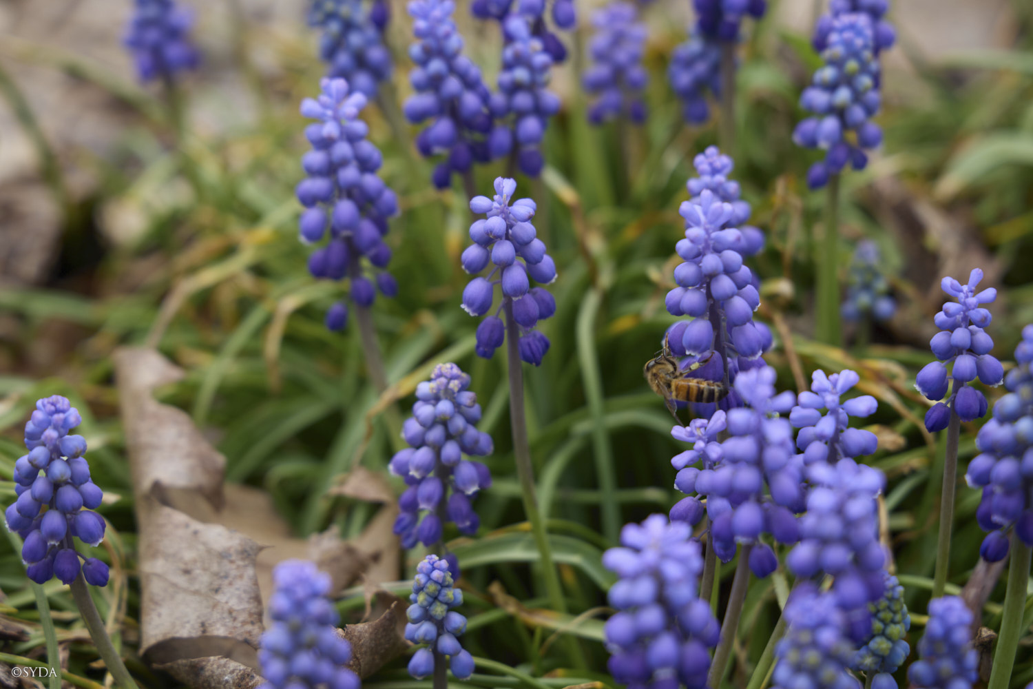 Nature Image