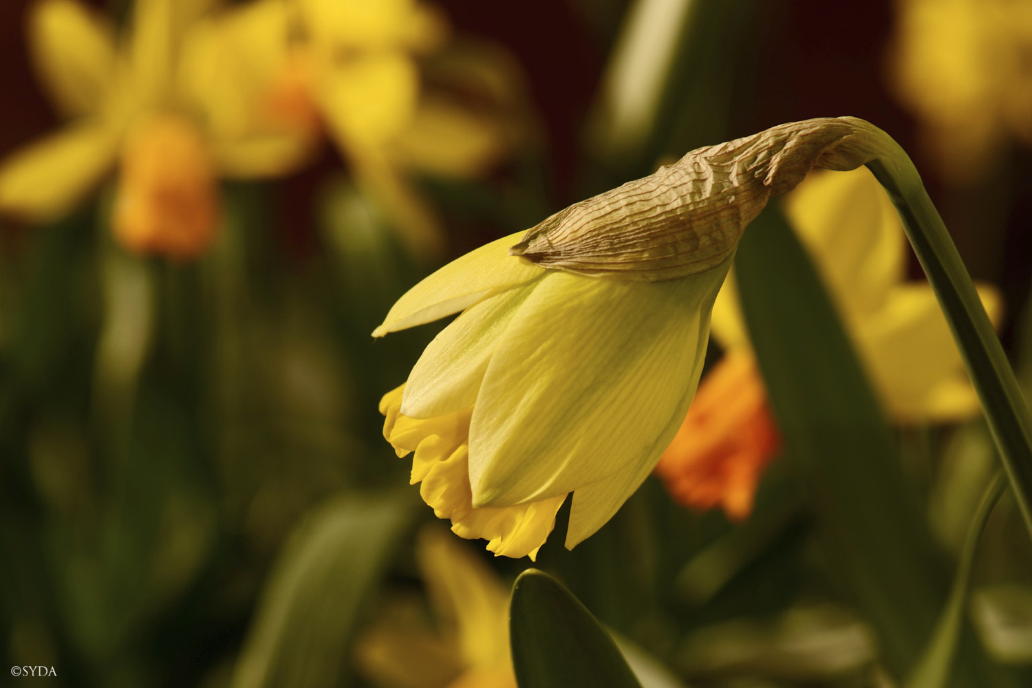Nature Image
