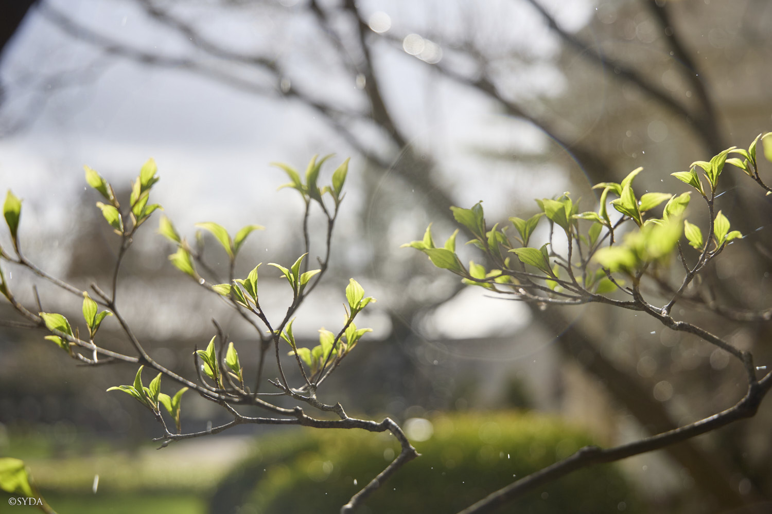 Nature Image