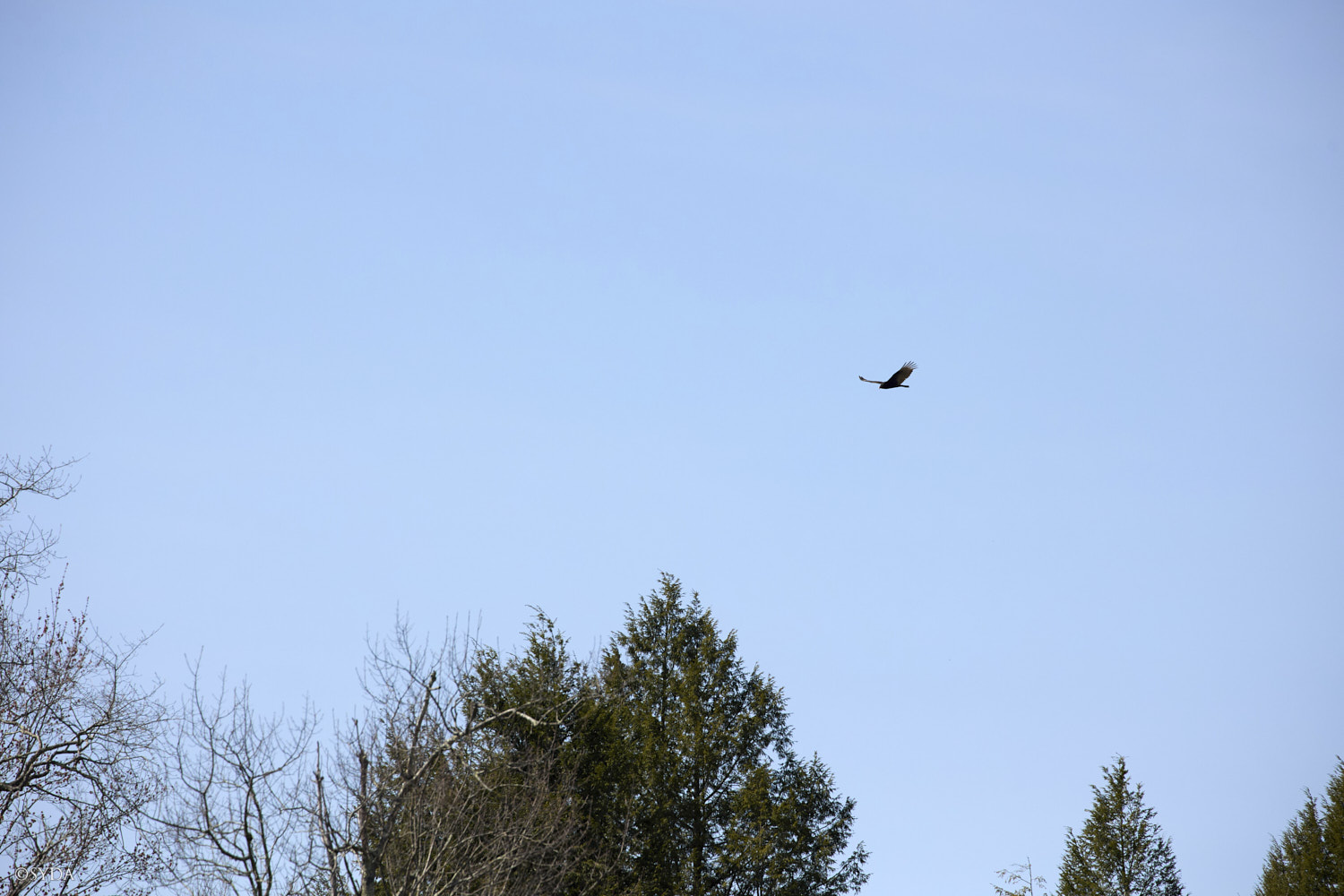 Nature Image
