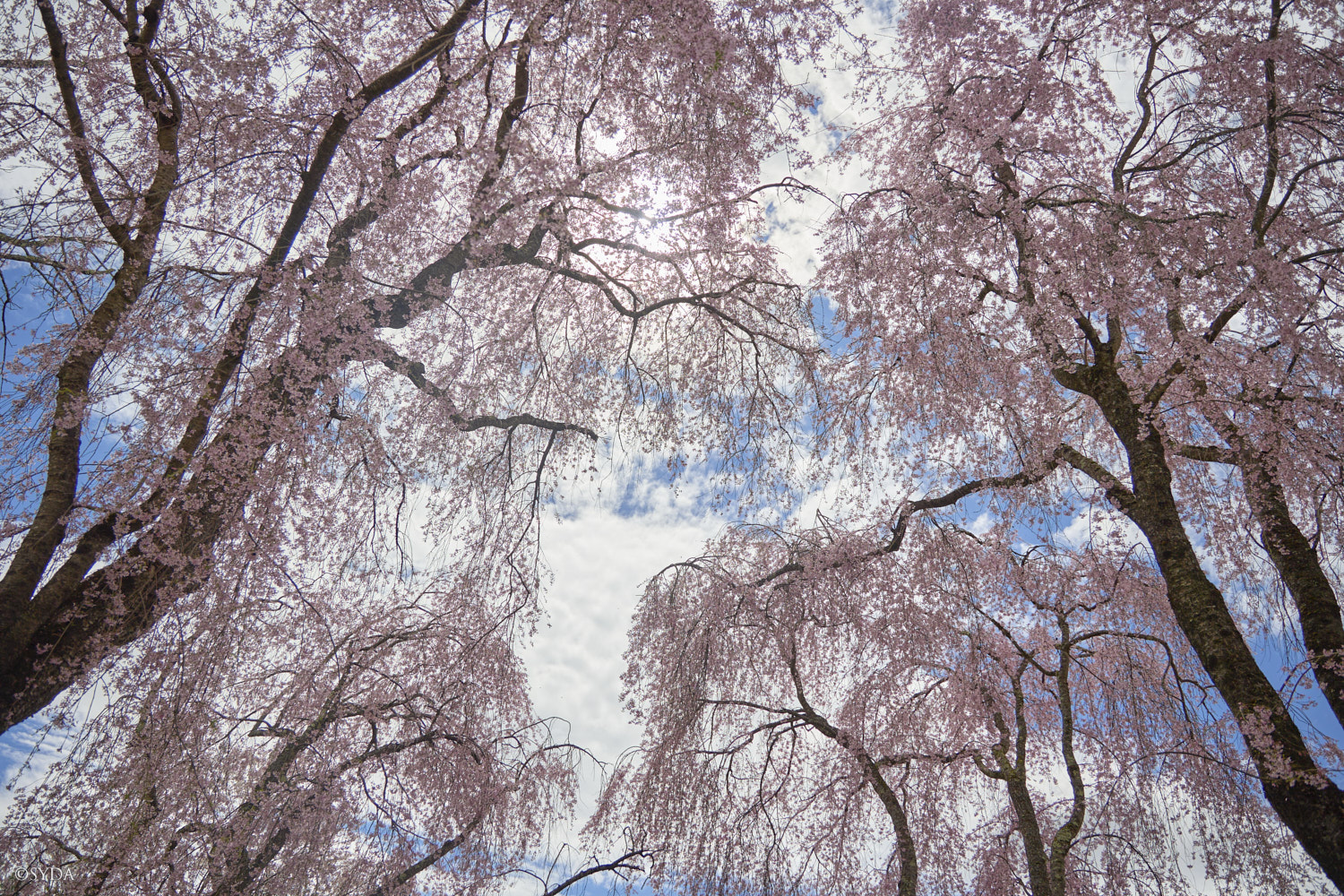 Nature Image