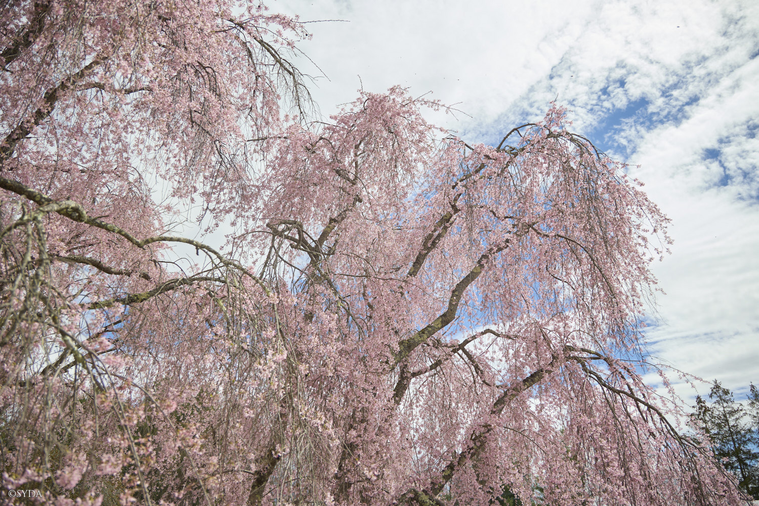 Nature Image