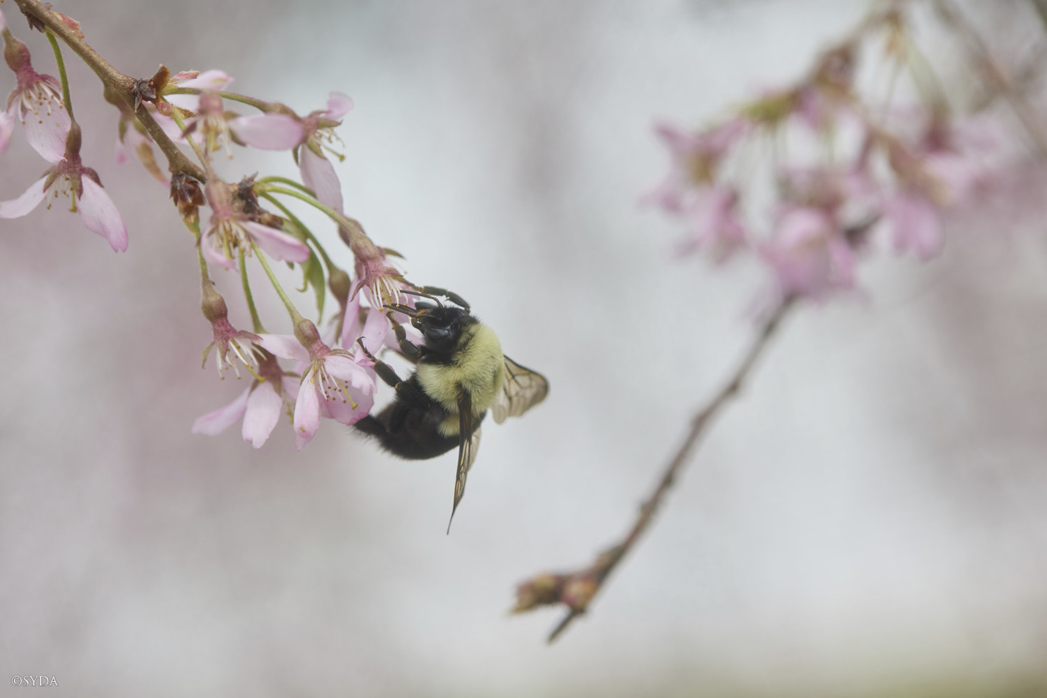 Nature Image