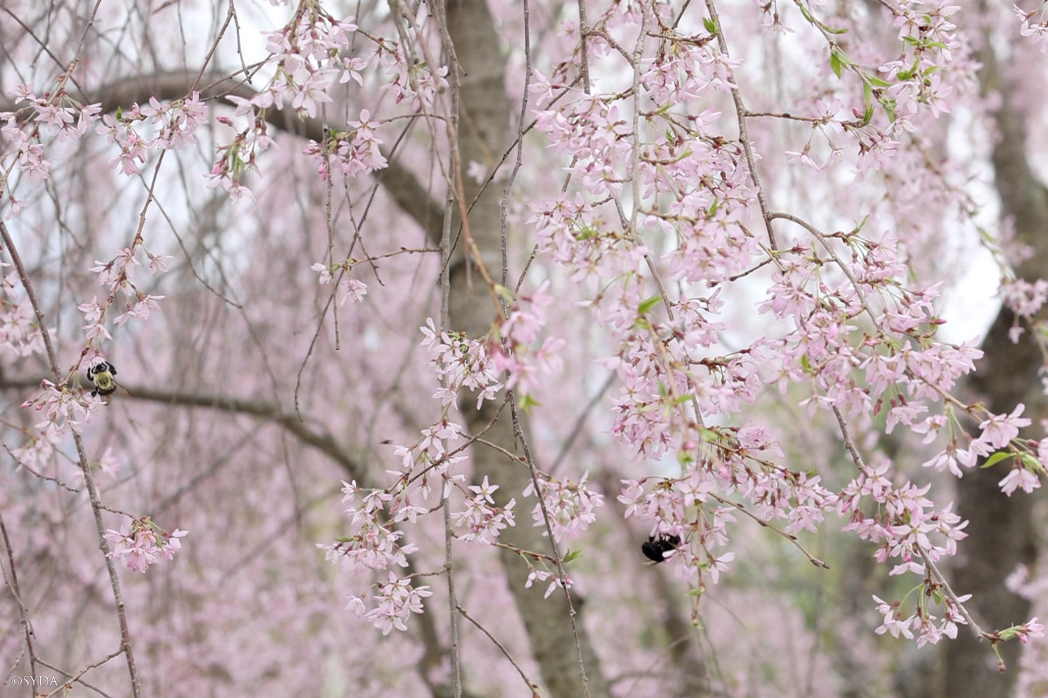 Nature Image