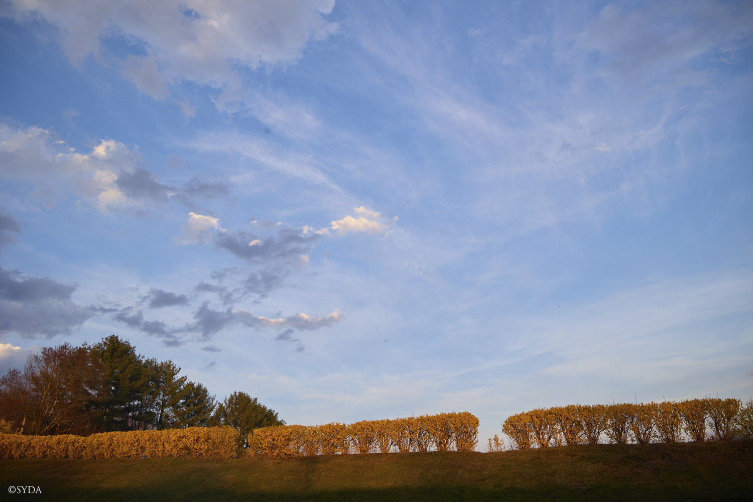 Nature Image