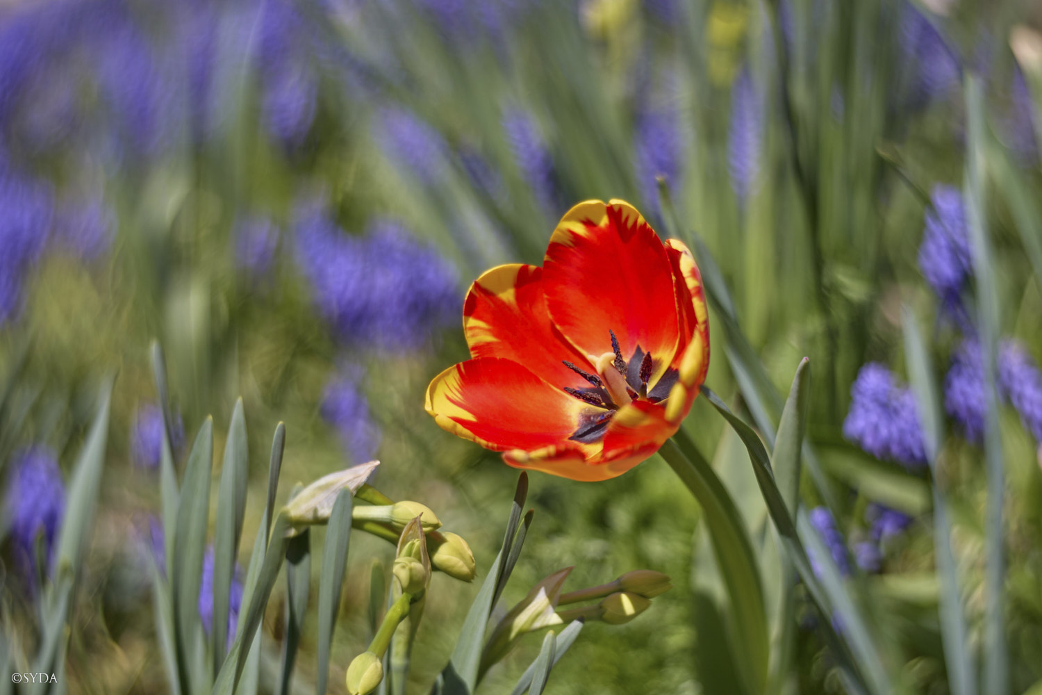 Nature Image