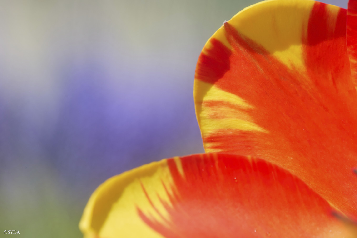 Nature Image