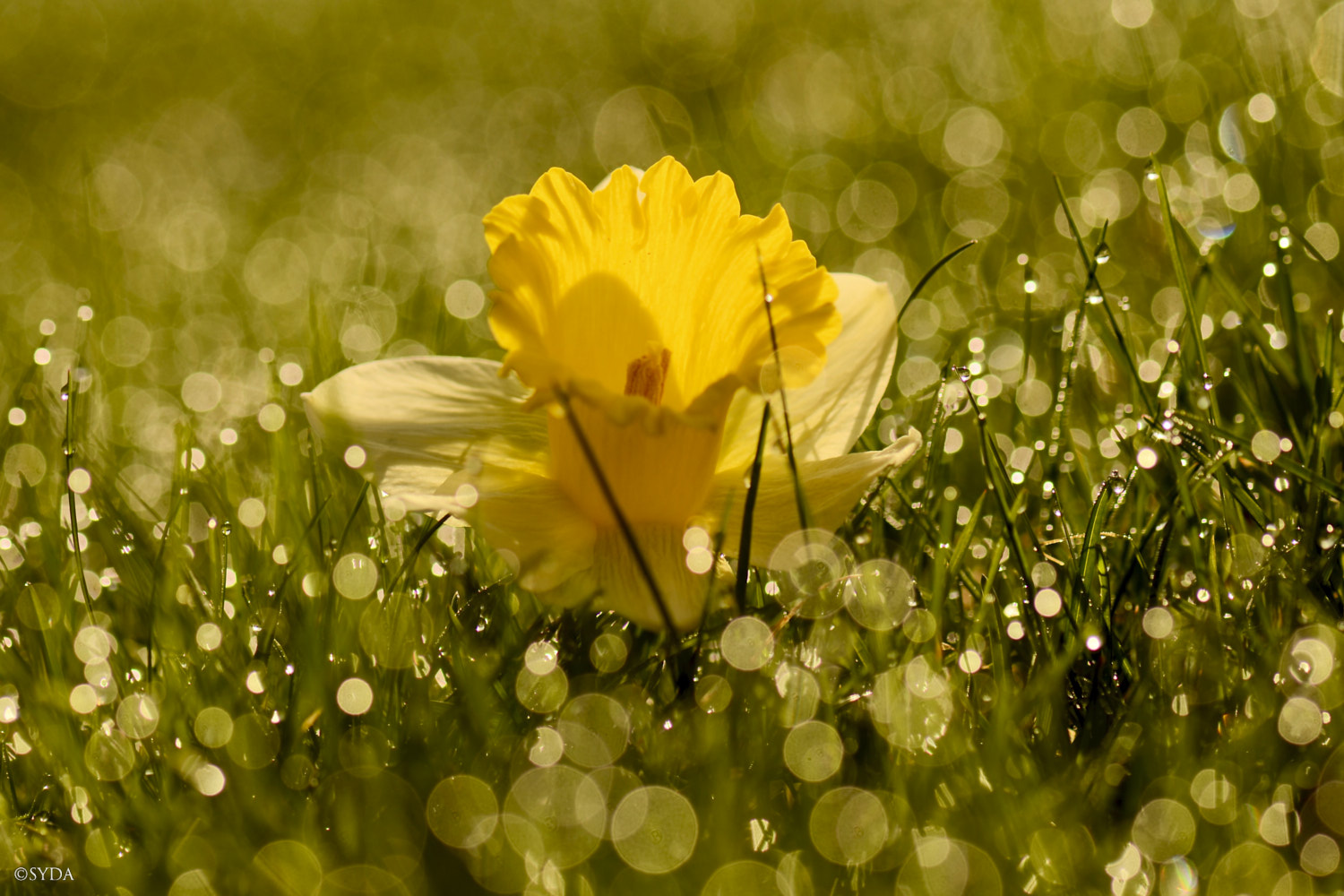 Nature Image