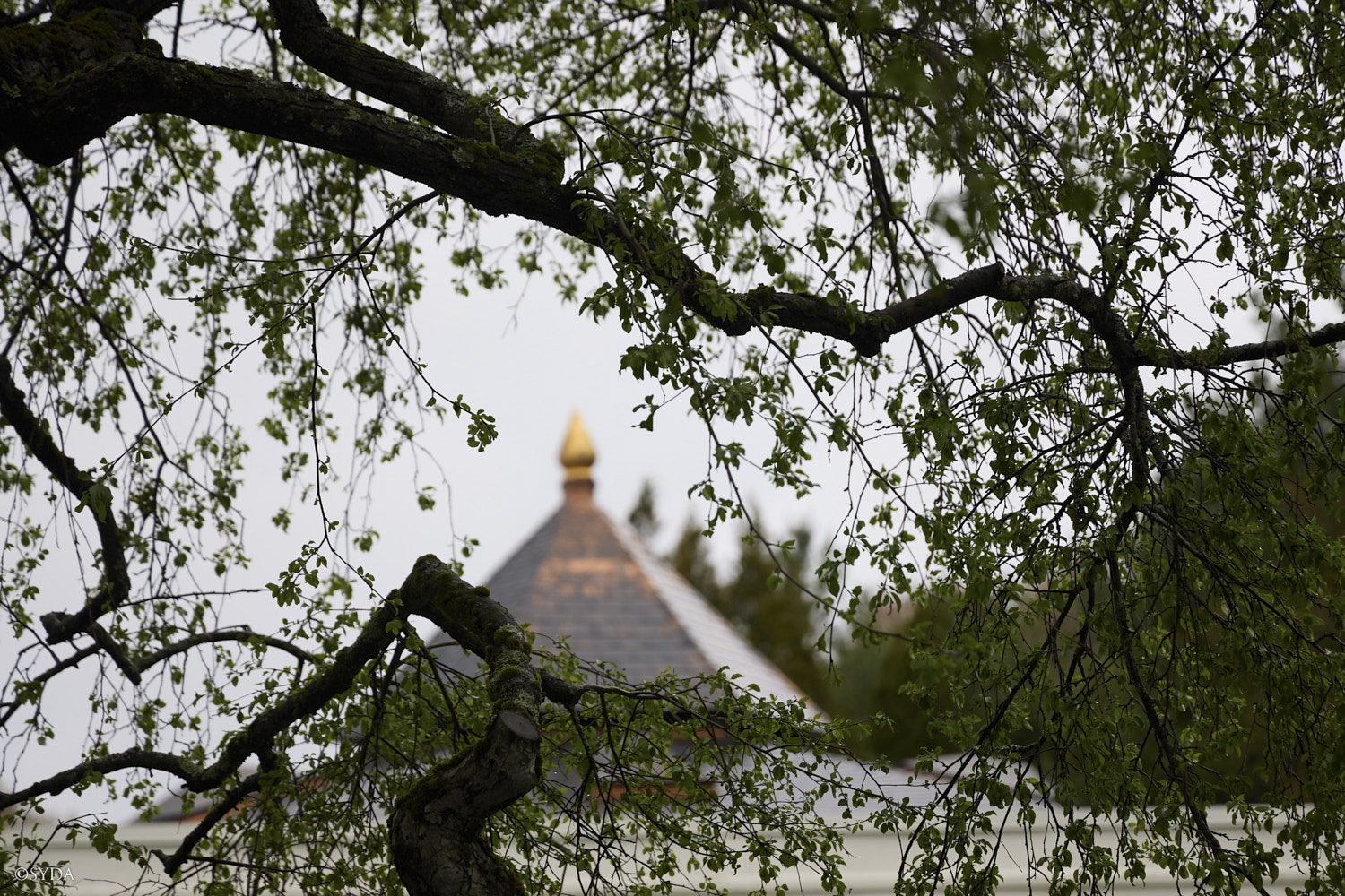 Nature Image