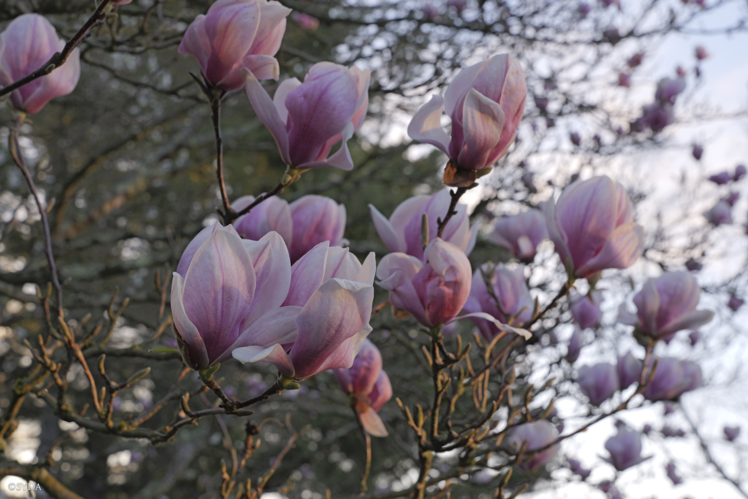 Nature Image