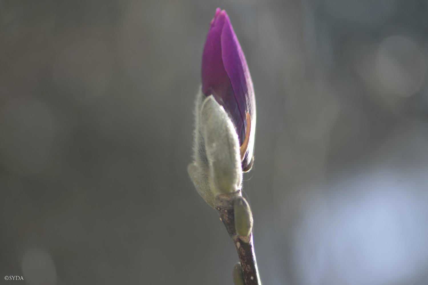 Nature Image