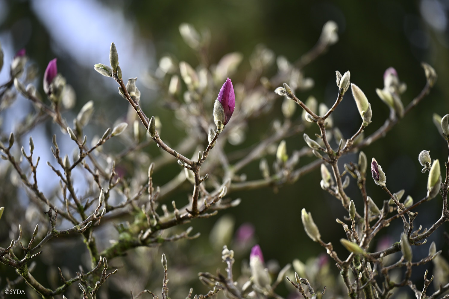 Nature Image