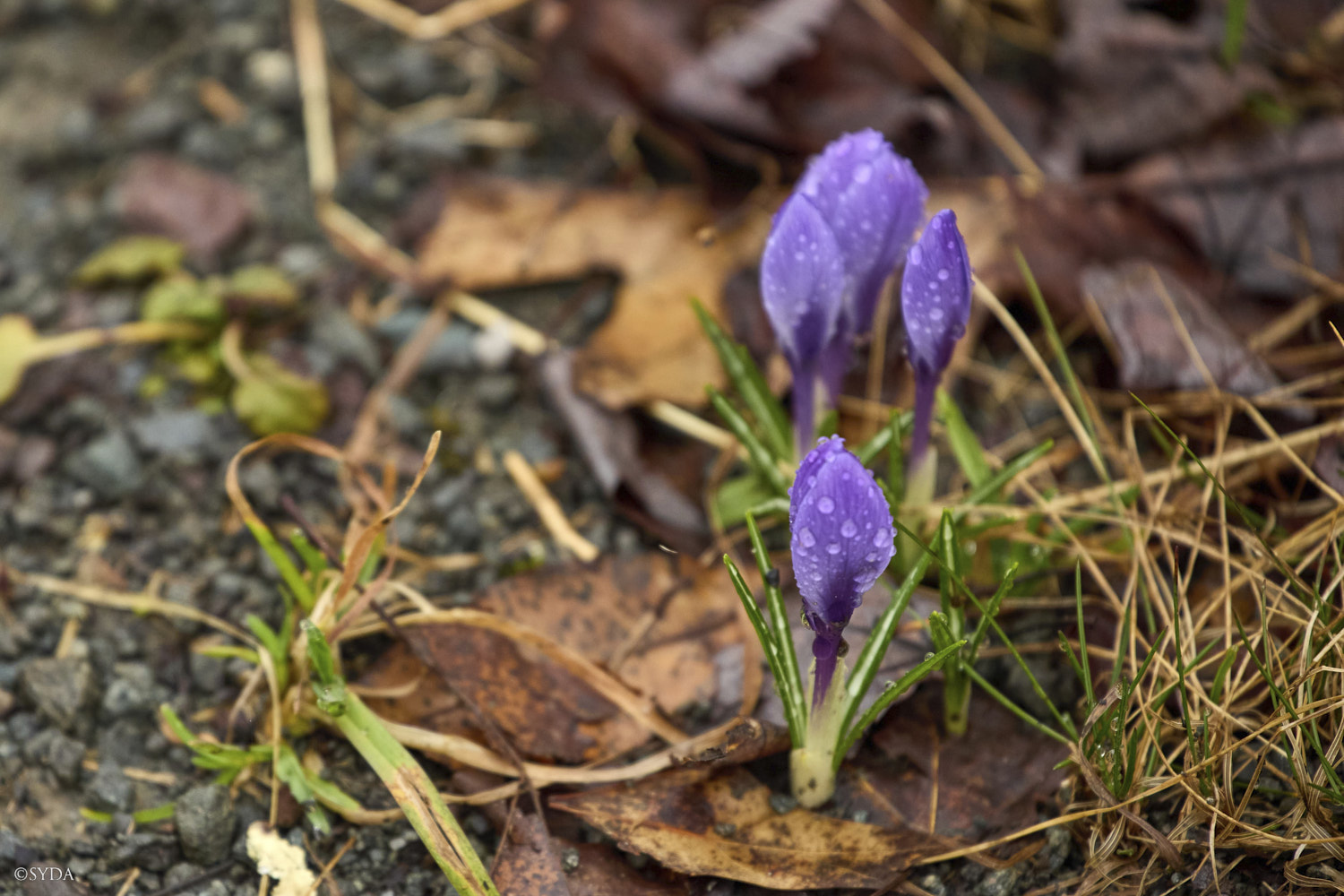 Nature Image